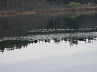 07.11.2010 16:25:12
Hofstätter See
Garchinger Umland
Garchinger.de