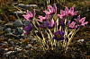 25.04.2013 19:07:01
Kuhschellen
Garchinger Umland
Garchinger.de