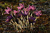 25.04.2013 19:07:15
Kuhschellen
Garchinger Umland
Garchinger.de