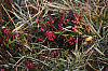 25.04.2013 19:42:57
Kuhschellen
Garchinger Umland
Garchinger.de