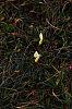 25.04.2013 19:46:37
Kuhschellen
Garchinger Umland
Garchinger.de