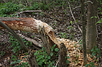01.05.2013 19:21:36
Oberschleißheim
Garchinger Umland
Garchinger.de