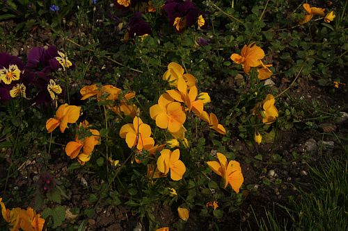 01.05.2013 17:07:19
Oberschleißheim - Garchinger Umland - Garchinger.de