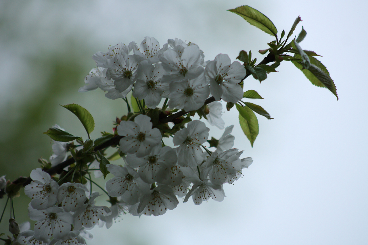 01.05.2013 19:11:33
Oberschleißheim - Garchinger Umland - Garchinger.de