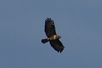 Vögel
Langwied
Garchinger Umland
Garchinger.de
