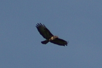 Vögel
Langwied
Garchinger Umland
Garchinger.de