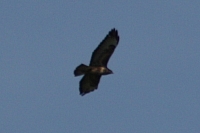 Vögel
Langwied
Garchinger Umland
Garchinger.de