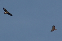 Vögel
Langwied
Garchinger Umland
Garchinger.de